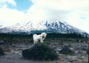 More on the travels of this little white dog can be found at - www.dogwilltravel.com