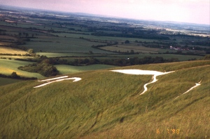 Part of the crushed chalk filled trenches that comprise the ancient White Horse on the hill.