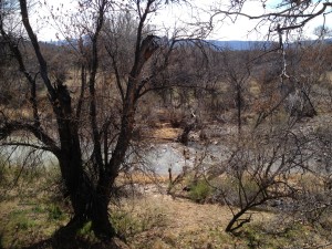 Beaver Creek - the seasonal flooding of which probably required the building of Montezuma Castle 90 feet up the cliff face.