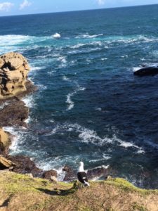 Looking out over the Indian Ocean from Robberg Peninsula.